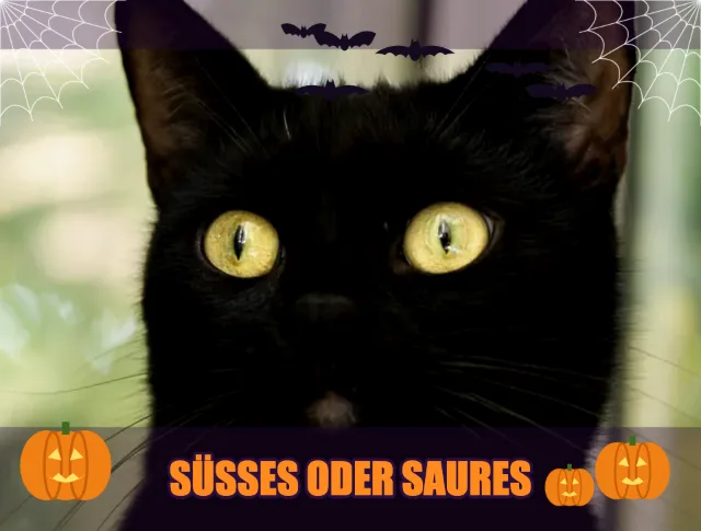 Katze mit Fledermäusen, Spinnennetz und Kürbissen aus dem Halloween-Effekt, im Fensterformat der Vorlagen