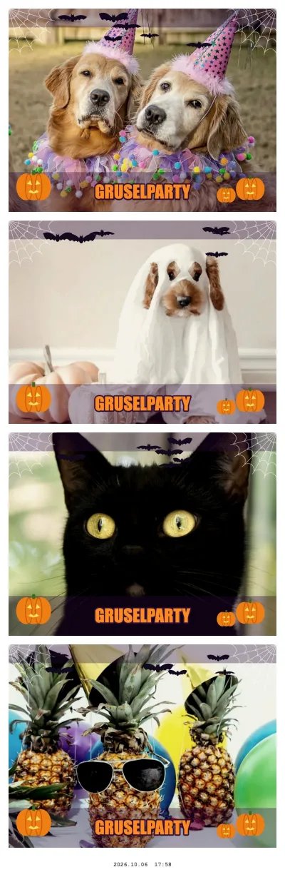 Halloween-Fotostreifen mit Hunden, einer schwarzen Katze und einer Ananas: Spinnennetze, Fledermäuse, Kürbisse und „Gruselparty“