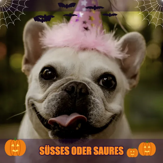 Hund mit Partyhut und Halloween-Effekt, Text „Süßes oder Saures“