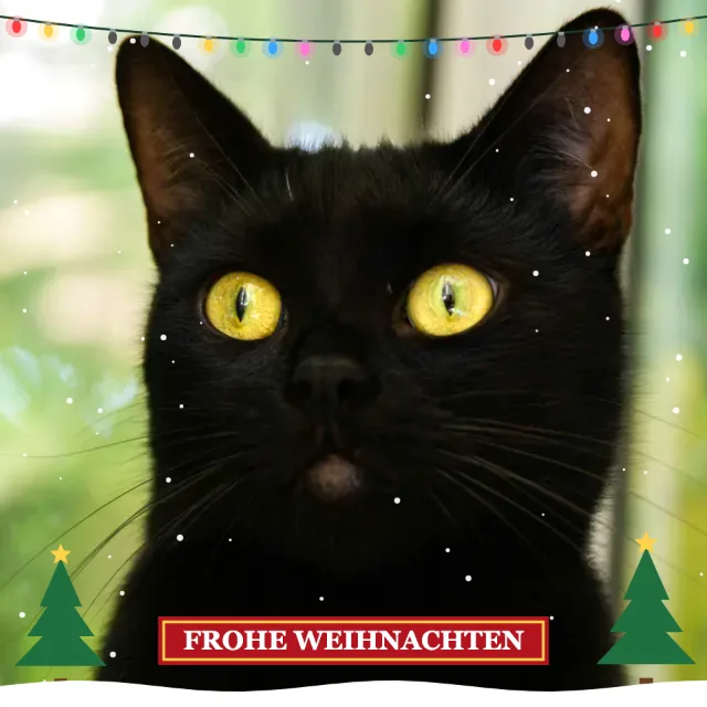 Schwarze Katze mit Lichterkette, Schneefall und rotem Banner „Frohe Weihnachten“